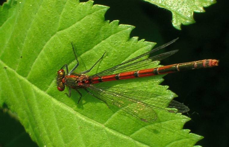 Large Red Damselfly